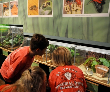 Houston Museum of Natural Science: Cockrell Butterfly Center