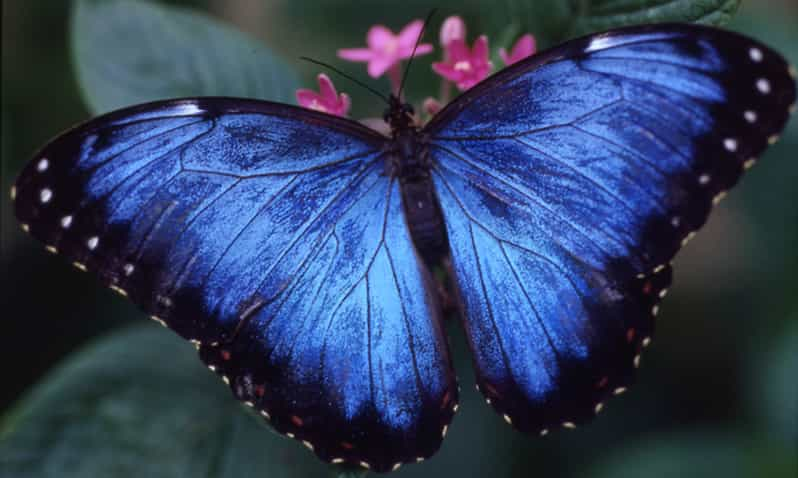 Houston Museum of Natural Science: Cockrell Butterfly Center | GetYourGuide