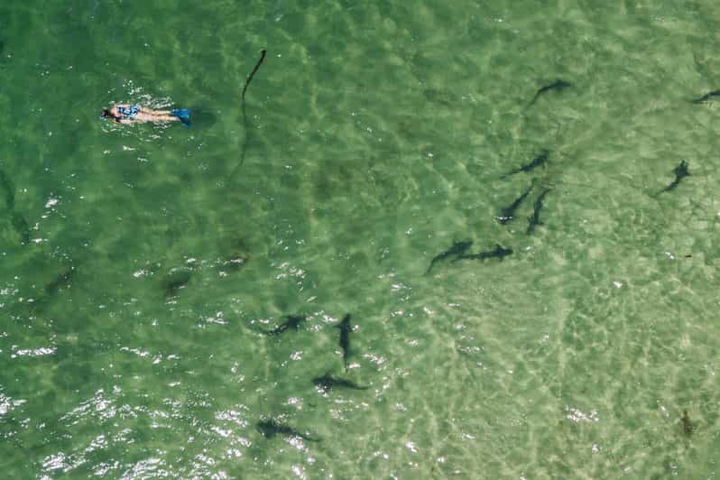 La Jolla Guided Snorkeling Tour GetYourGuide