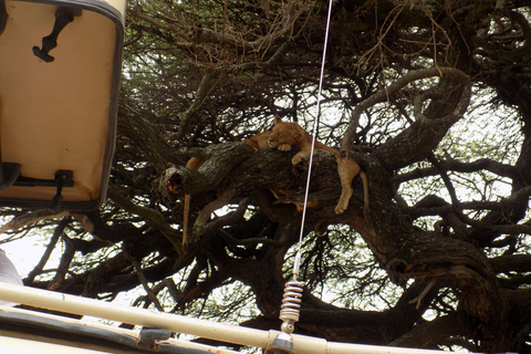 Arusha: Safari de dia inteiro no Parque Nacional do Lago Manyara