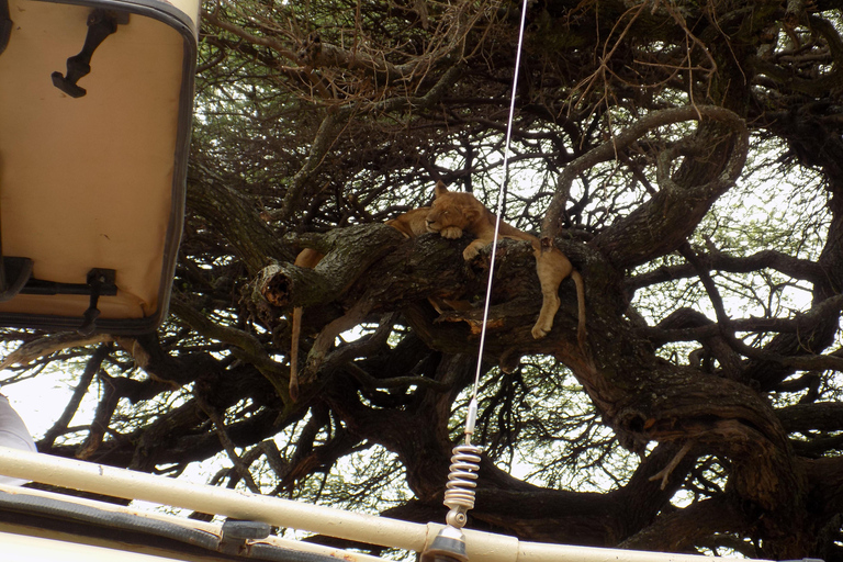 Arusha: Safari de dia inteiro no Parque Nacional do Lago Manyara