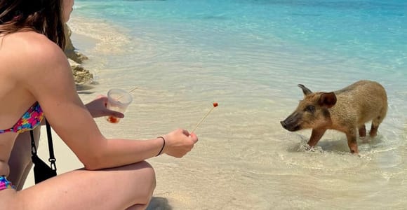 Fast Track Swimming Pigs: Ultimate Rose Island Escape