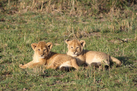 Safari di 4 giorni nel Masaai Mara e nel Parco Nazionale del Lago Nakuru