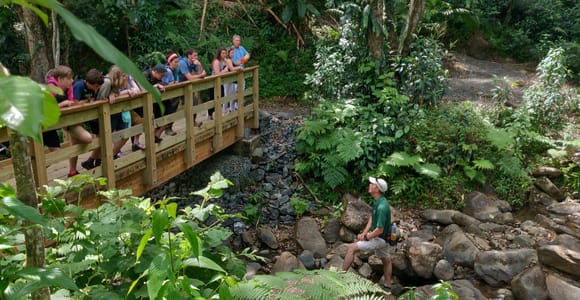 El Yunque Forest: Nighttime Rainforest Nature Walk