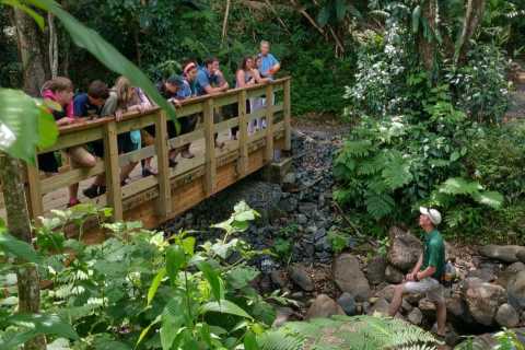 Best El Yunque Rainforest Tours & Puerto Rico Adventures 16 68