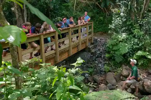 El Yunque Forest: Rainforest Nature Walk at Night Tour