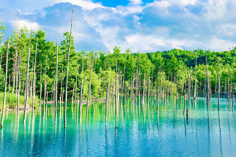 Hokkaido Summer Day Trip: Patchwork Road&Shikisai no Okas Depart from Sapporo Tokyu REI Hotel (without lunch)