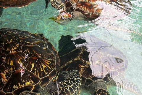 Zanzibar: Salaam Cave Turtles Tour & Swimming Experience Private Tour (With Hotel Pickup & Drop-off)