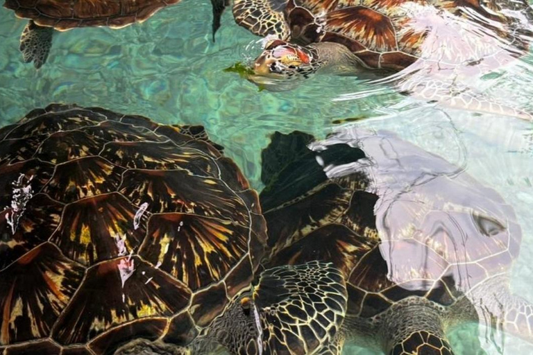 Zanzibar: Salaam Cave Turtles Tour & Swimming Experience Private Tour (With Hotel Pickup & Drop-off)