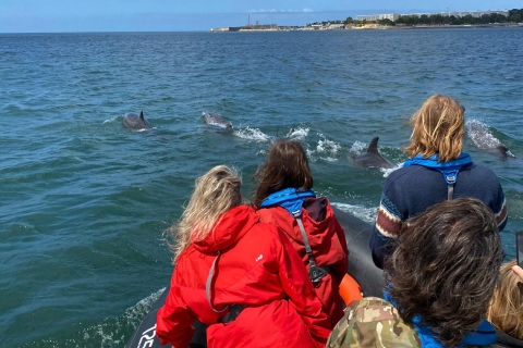 Lisbon: 3-Hour Dolphin Watching Boat Tour