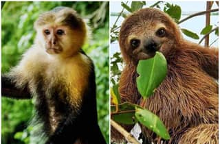 Panama: Affeninsel, Faultier-Schutzgebiet und Panamakanaltour