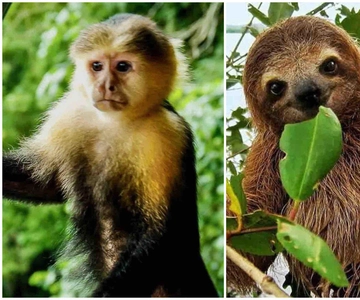 Panama: Monkey Island, Sloth Sanctuary and Panama Canal Tour