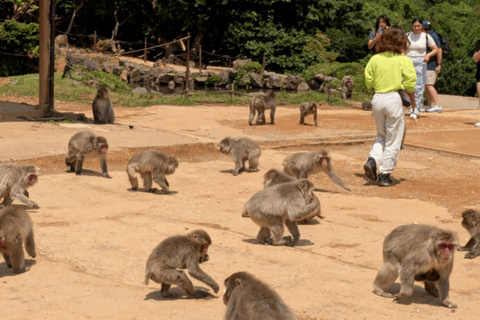 Tokyo: 7-Day Japan Highlights Private Guided Tour