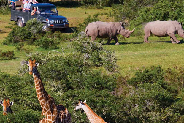 Da Città del Capo: safari di 2 giorni al Kruger National Park