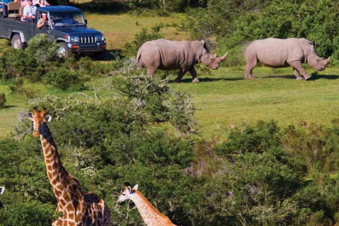 Au départ du Cap : Safari de 2 jours dans le parc national KrugerOption hôtel