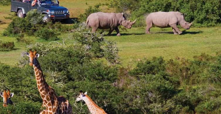 von kapstadt aus safari