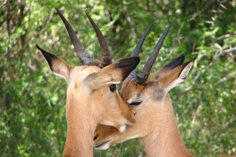 Vanuit Kaapstad: 2-daagse safaritrip Kruger National ParkHotel optie