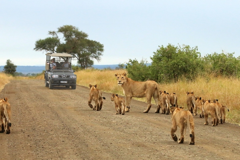 Au départ du Cap : Safari de 2 jours dans le parc national KrugerOption hôtel
