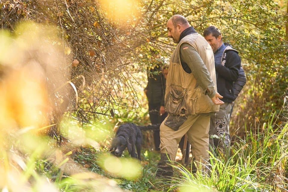 Siena Truffle hunting in the evocative Sienese woods GetYourGuide