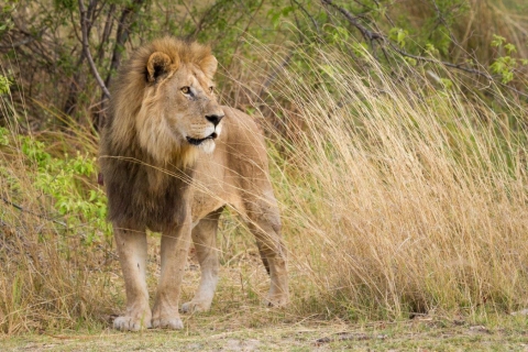 Visite à la demi-journée de la réserve de chasse de Tala et du parc des lions du Natal au départ de Durban
