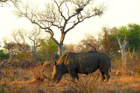 Park Narodowy Krugera 3 dni najlepszego safari z KapsztaduOpcja hotelowa