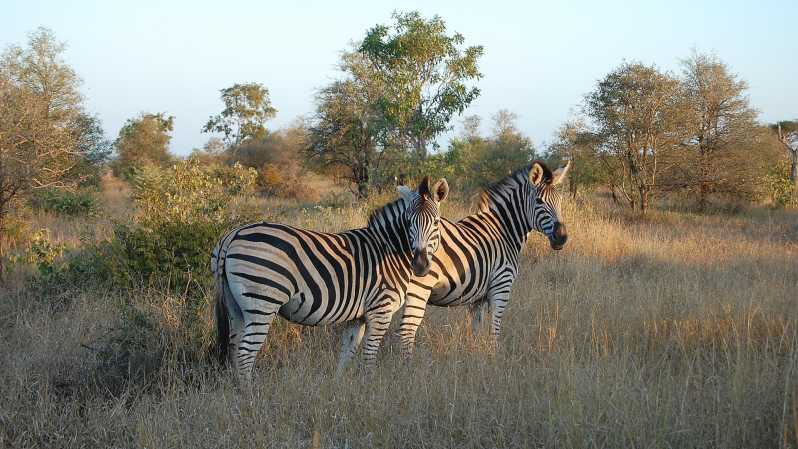 Parque Nacional Kruger 3 Días Best Ever Safari Desde Ciudad Del Cabo