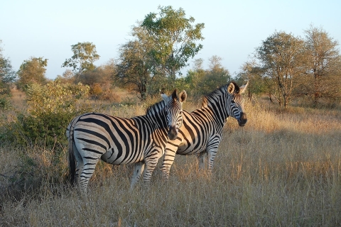 Parc national Kruger 3 jours Best Ever Safari au départ du CapOption hôtel