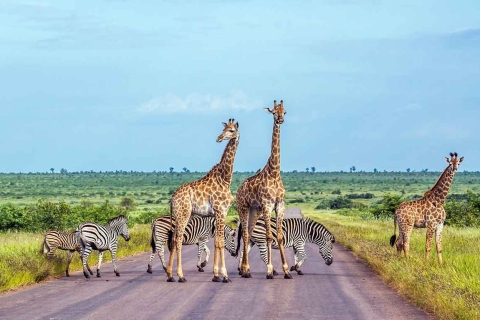 Park Narodowy Krugera 3 dni najlepszego safari z KapsztaduOpcja hotelowa