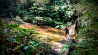 Tijuca Forest, Adventure & History Half-Day Hike - Housity