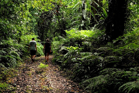 Bali: Bayad Eco-wandeling van een halve dagTrektocht van een halve dag met pick-up in de middag