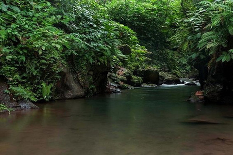 Bali: Bayad Eco-wandeling van een halve dagTrektocht van een halve dag met pick-up in de ochtend