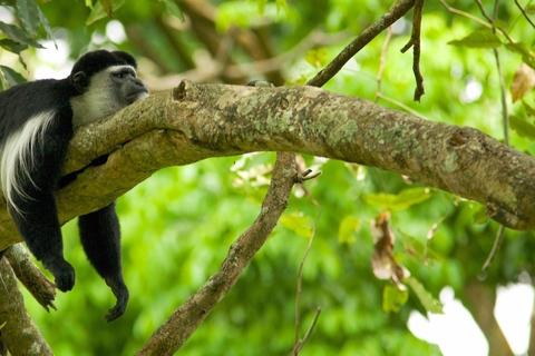Kilimanjaro: De la meseta de Shira al punto de la Catedral 3872m Día de excursión