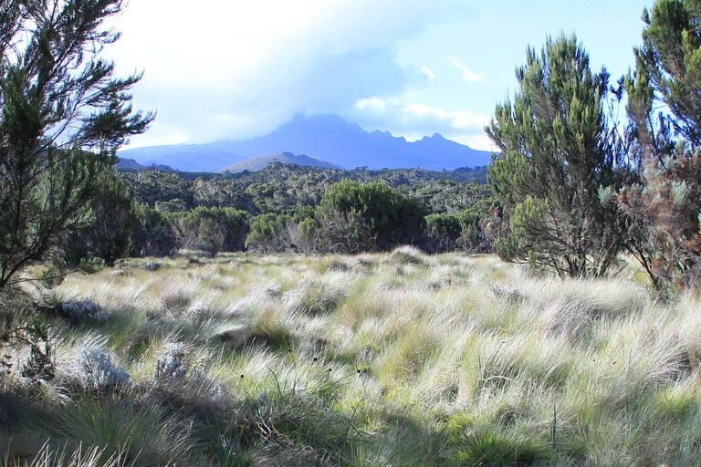 Kilimanjaro: De la meseta de Shira al punto de la Catedral 3872m Día de excursión