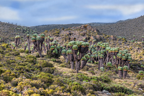 Kilimanjaro: De la meseta de Shira al punto de la Catedral 3872m Día de excursión