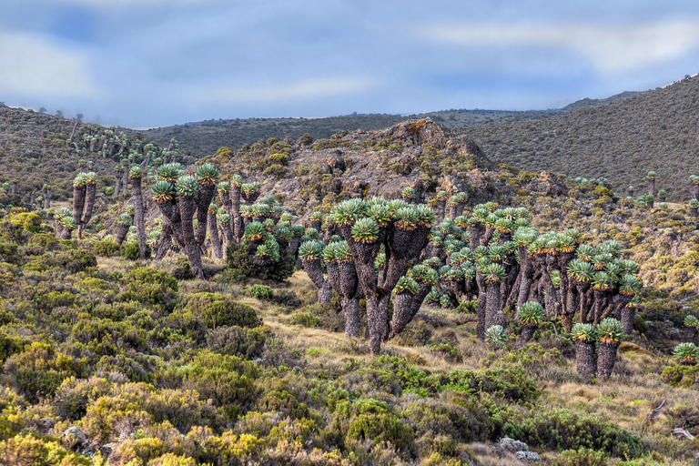 Kilimanjaro: De la meseta de Shira al punto de la Catedral 3872m Día de excursión