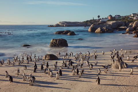 From Cape Town: Cape Point and Boulders Beach Full-Day Tour Tour Excluding Cape Point Park Fee