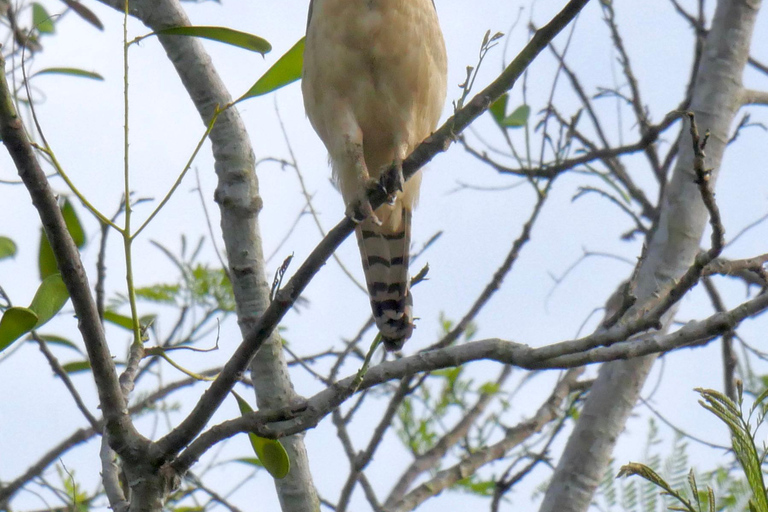 March 2025 Coasta Rica: Birding and Photography TourCoasta Rica: Birding and Photography Tour