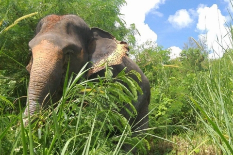 Phuket: visite en petit groupe du sanctuaire des éléphantsVisite avec transfert partagé