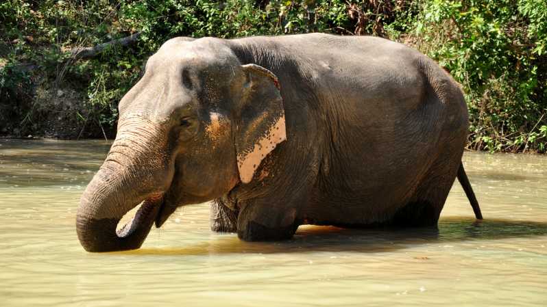 Phuket: Elephant Sanctuary Small Group Tour | GetYourGuide