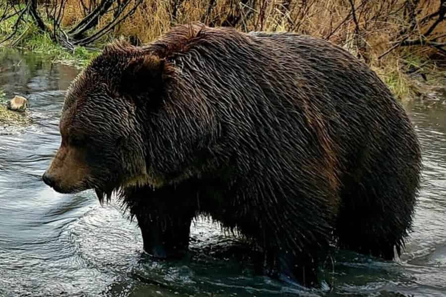 Von Anchorage aus: Wildnis, Wildtiere und Gletscher erleben. Foto: GetYourGuide