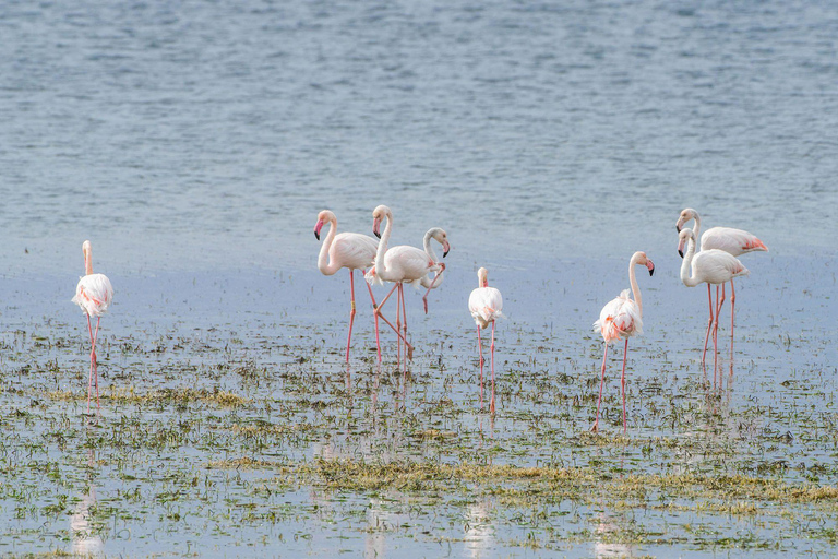 From Djerba: Cruise tour to Flamingo Island