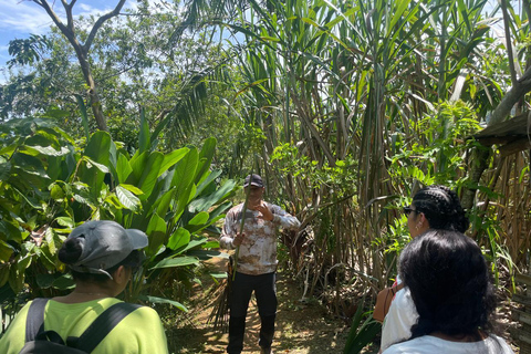 Medellín: Cacao Farm Private Guided Tour