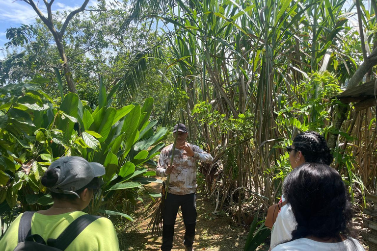 MEDELLÍN: SCHOKOLADENTOUR &amp; PEELING IM SCHÖNEN FLUSS!Medellín: Private Führung durch die Kakao-Farm