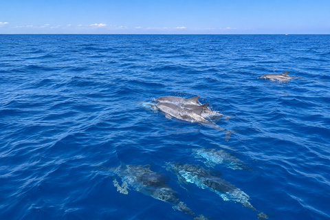 Mauritius: Dolphins, Crystal Rock & Catamaran BBQ Cruise