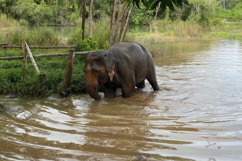 Phuket: tour met kleine groepen olifantenreservaatTour met gedeelde overdracht