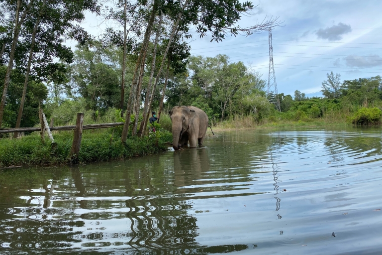 Phuket: tour en grupo pequeño al santuario de elefantesTour con traslado compartido
