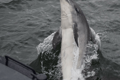 Inverness: Rejs z obserwacją dzikiej przyrody do Chanonry Point