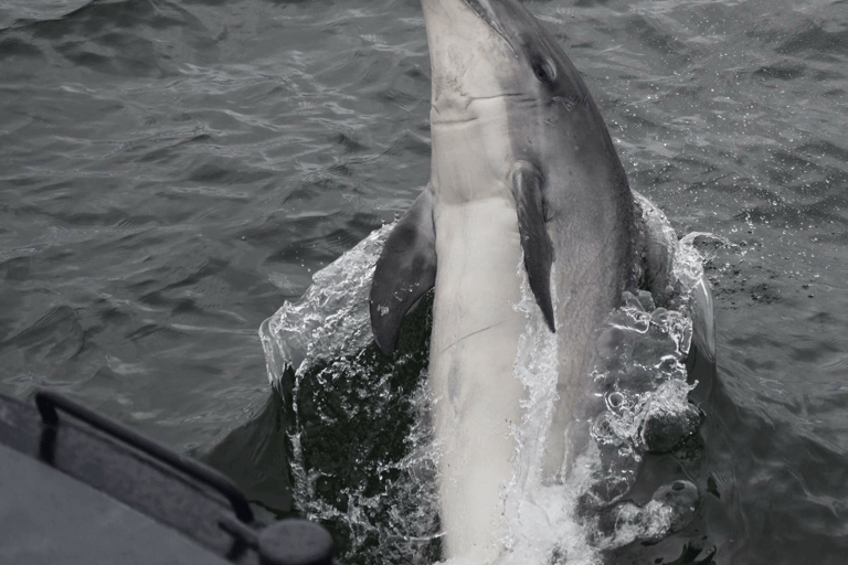 I Inverness: Kryssning för djurskådning till Chanonry Point