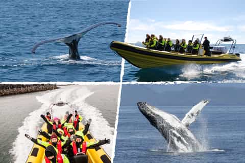 Reykjavik: osservazione delle balene in motoscafo RIB