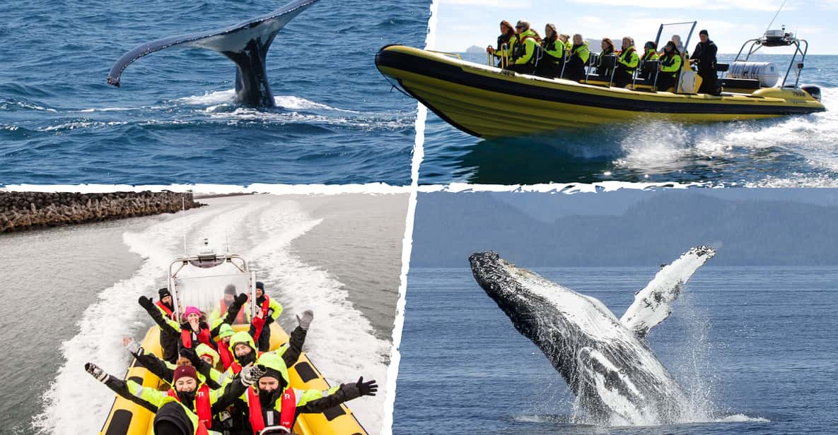Reykjavik: Whale Watching by RIB Speedboat